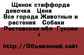 Щенок стаффорда девочка › Цена ­ 20 000 - Все города Животные и растения » Собаки   . Ростовская обл.,Гуково г.